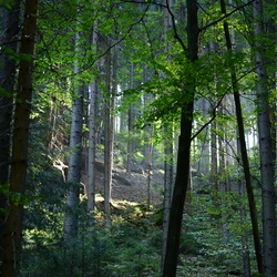 2018-10 Prague/Sächsische Schweiz/DSC_5663.JPG